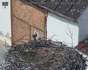 Capi_Dubne_20250413_120003.jpg (1350 x 1080)