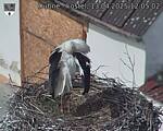 Capi_Dubne_20250413_120502.jpg