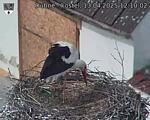 Capi_Dubne_20250413_121002.jpg