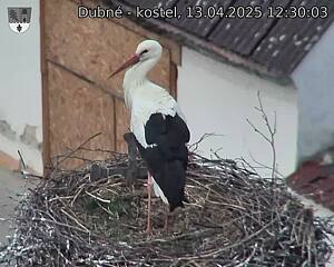 Capi_Dubne_20250413_123003.jpg (1350 x 1080)