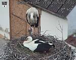 Capi_Dubne_20250413_123502.jpg