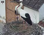 Capi_Dubne_20250413_124003.jpg