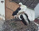 Capi_Dubne_20250413_124503.jpg