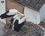 Capi_Dubne_20250413_125002.jpg