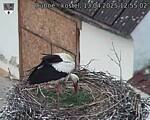 Capi_Dubne_20250413_125502.jpg