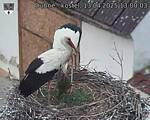 Capi_Dubne_20250413_130003.jpg