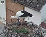 Capi_Dubne_20250413_130502.jpg
