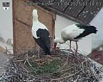 Capi_Dubne_20250413_131003.jpg