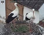 Capi_Dubne_20250413_131503.jpg