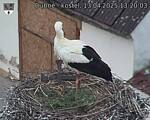 Capi_Dubne_20250413_132003.jpg