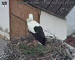 Capi_Dubne_20250413_132503.jpg