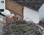 Capi_Dubne_20250413_134003.jpg