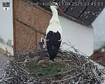 Capi_Dubne_20250413_134503.jpg