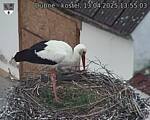 Capi_Dubne_20250413_135503.jpg