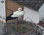 Capi_Dubne_20250413_140003.jpg
