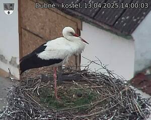 Capi_Dubne_20250413_140003.jpg (1350 x 1080)