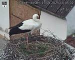 Capi_Dubne_20250413_140503.jpg