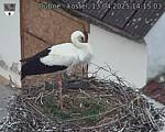 Capi_Dubne_20250413_141503.jpg