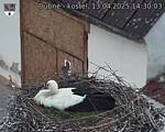 Capi_Dubne_20250413_143003.jpg