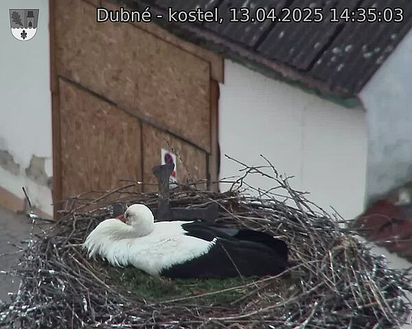 Capi_Dubne_20250413_143503.jpg (1350 x 1080)