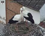 Capi_Dubne_20250413_145503.jpg
