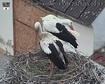 Capi_Dubne_20250413_151003.jpg