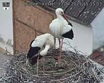 Capi_Dubne_20250413_151503.jpg