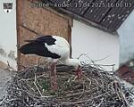 Capi_Dubne_20250413_160003.jpg