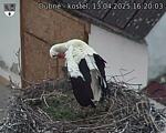Capi_Dubne_20250413_162003.jpg