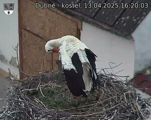 Capi_Dubne_20250413_162003.jpg (1350 x 1080)