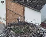 Capi_Dubne_20250413_170503.jpg
