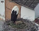 Capi_Dubne_20250413_171003.jpg