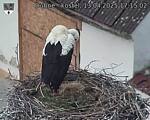 Capi_Dubne_20250413_171502.jpg