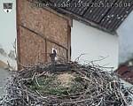 Capi_Dubne_20250413_175004.jpg