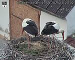 Capi_Dubne_20250413_182002.jpg