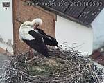 Capi_Dubne_20250413_182503.jpg