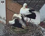 Capi_Dubne_20250413_184502.jpg