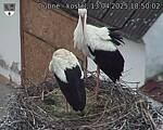 Capi_Dubne_20250413_185002.jpg