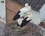 Capi_Dubne_20250413_185503.jpg