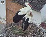 Capi_Dubne_20250413_190003.jpg