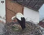 Capi_Dubne_20250413_191503.jpg