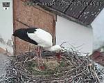Capi_Dubne_20250413_194502.jpg