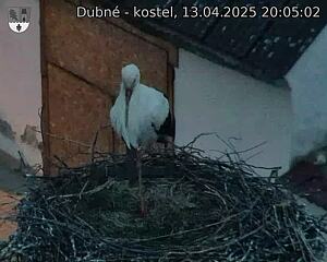 Capi_Dubne_20250413_200502.jpg (1350 x 1080)