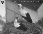 Capi_Dubne_20250413_201003.jpg