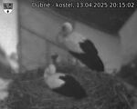 Capi_Dubne_20250413_201502.jpg