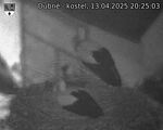 Capi_Dubne_20250413_202503.jpg