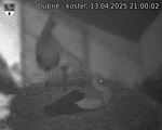 Capi_Dubne_20250413_210002.jpg