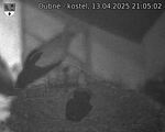 Capi_Dubne_20250413_210502.jpg