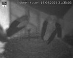 Capi_Dubne_20250413_213503.jpg