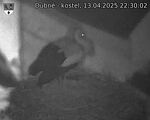 Capi_Dubne_20250413_223002.jpg